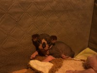 Safkan Kanada Sfenksi Yavruları