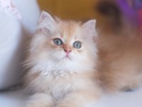Safkan şecereli golden british longhair yavrular