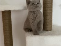 Safkan British Shorthair Lilac Solid Erkek