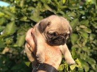 Hamburger Surat Gül Kuyruk Pug