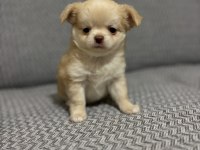 Safkan Kusursuz Yavrular Chihuahua Şivava