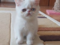 Old Eyes 2 Aylık Erkek Yavru Kedimiz