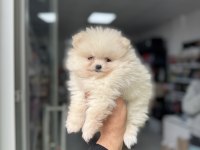 Pomeranian boo yavruları