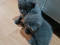 Safkan Scottish Fold Yavruları