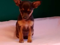 Sıfır numara pinscher yavrularımız