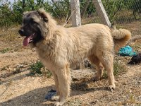 Orjinal kafkas çoban köpeği erkek