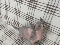 Odd Eyes Ve Elf Kulak Kanada Sfenks Yavrular