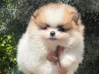 Muhteşem pomeranian renkler