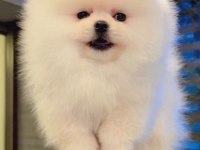 Dişi Ve Erkek Teddy Bear Pomeranian Yavrular