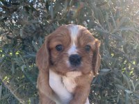 Cavalier King Charles Ruby