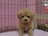 F2 maltipoo yavru köpekler