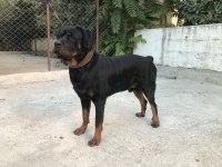 5 yaşındaki rottweiler oğlumuza dişi eş arıyoruz
