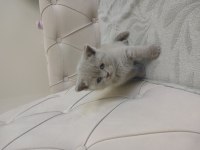 Son Kalan Safkan Orjinal Dişi British Shorthair Yavrum