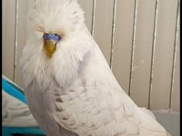 2 adet vasıflı show jumbo erkek muhabbet kuşu