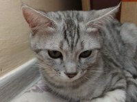 5 Aylık British Shorthair