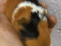 Her Zaman Ginepig Yavrular Bulunur