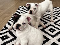 Standart french bulldog yavrular