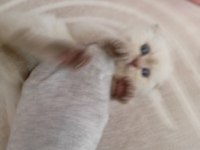 Scottish Fold Kedisi