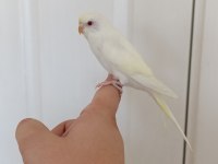 1 Aylık Yavru Dişi Muhabbet Kuşumuz