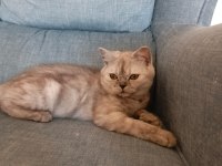 Ücretsiz 4 aylık dişi kedimiz