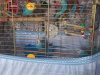 Yeme Yeni Düşen Kuşlarım Satılık