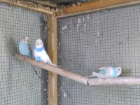 Dişi Muhabbet Kuşlar