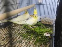 Uyguna kaliteli takım sultan papağanı