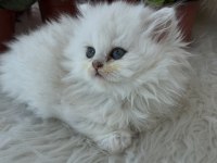 British Longhair Dişi Silver Yeşilgöz