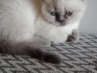 2 aylık dişi blue point british shorthair