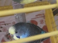 Genç Çift Uysal Kuşlarımız