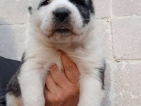 Sağlıklı alabay yavrular