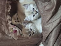 British Shorthair Blue Point