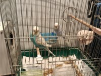 Yerli Ve Rainbow Muhabbet Kuşu Yavrular Ve Anaçlar