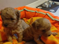 1 Aylık Erkek Toy Poodle Yavru