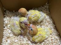 El besleme sarı monk papağanı yavrum