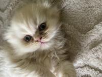 Dişi İran Persian 1.5 Aylık