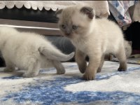 Bluepoint Yavru Kediler 1,5 Aylık