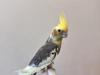 Sultan Papağanlar Sahiplendirilecektir