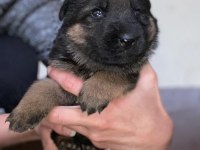 A Kalite Showline Şecereli Alman Kurdu Yavrular