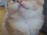 Golden British Shorthair Dişi Yavrular