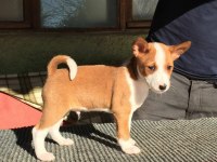 Irk garantili basenji yavruları