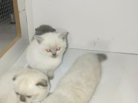 40 günlük scottish fold yavrular