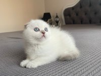 Güzeller güzeli scottish fold kedimiz yeni yuvasına gitmeyi bekliyor