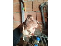 En Uygun Bıldırcın Yumurtası