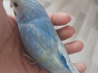 Boncuk Muhabbet Kuşu Kardeşler 25/30 Günlük