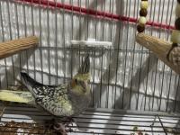 3 Adet İki Aylık Yavru Sultan Papağanlar