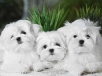 Korean Maltese Terrier