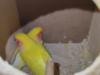 Kafesiyle Birlikte Çift Cennet Papağanı