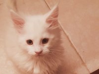 Maine Coon Yavru Kedimiz