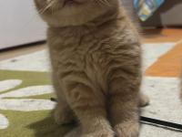 British Shorthair Turuncu Yavru